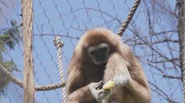 Sdegno allo zoo, uccisi 12 babbuini thumbnail