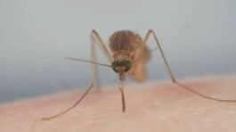 West Nile, un'altra vittima thumbnail