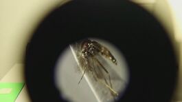 West Nile, altre tre vittime thumbnail