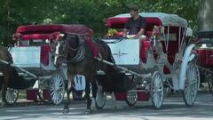 Stop alle carrozze a Central Park