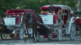 Stop alle carrozze a Central Park thumbnail