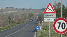 Danni dei cinghiali, paga la Regione thumbnail