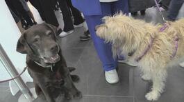 Anche i cani volano in cabina thumbnail