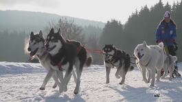 Lo sleddog thumbnail