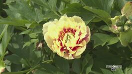 Peonia, la regina dei fiori thumbnail