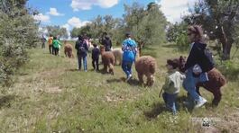 Trekking con gli alpaca thumbnail