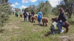 Trekking con gli alpaca