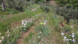 Giardino di iris thumbnail