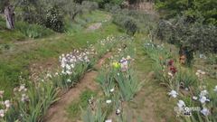 Giardino di iris