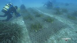 Isola d'Elba, una nuova foresta di posidonia thumbnail
