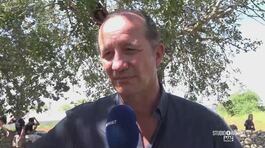 Gli oliveti e la Xylella thumbnail