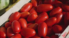 Il pomodoro thumbnail