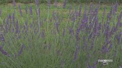 La bellezza dei campi di lavanda