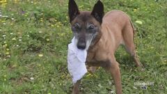 I cani nella lotta al crimine