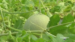 Il melone Yubari King thumbnail