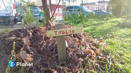 Alberi felici comunità partecipi thumbnail
