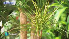 E-Garden: come coltivare la Dracena