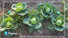 Dal campo al web thumbnail