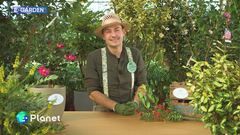E-garden - Tre cespugli perfetti per il balcone