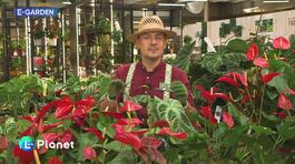 E-garden: una pianta d'appartamento immancabile thumbnail