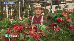 E-garden: una pianta d'appartamento immancabile