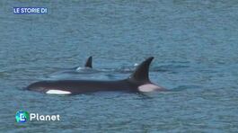 La storia dell'orca Tahlequah thumbnail
