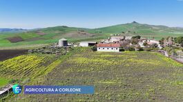 Agricoltura a Corleone thumbnail