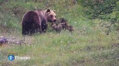 Le sfide dell'orso marsicano