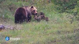 Le sfide dell'orso marsicano thumbnail