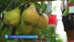 La pera: un tesoro da proteggere