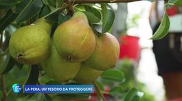 La pera: un tesoro da proteggere thumbnail