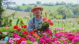 E-Garden: I gerani thumbnail