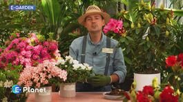 E-Garden - Rododendri e azalee thumbnail
