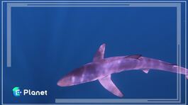 Il vero pericolo per gli oceani thumbnail