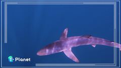 Il vero pericolo per gli oceani