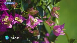 E-Garden: la bougainville thumbnail