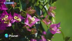 E-Garden: la bougainville