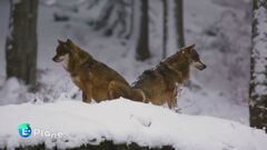 Il declassamento del lupo