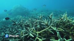 Il nostro oceano il nostro futuro