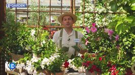 La dipladenia thumbnail