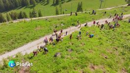 La festa degli alberi thumbnail