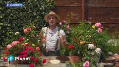 E-Garden: i segreti delle rose