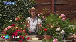 E-Garden: i segreti delle rose thumbnail