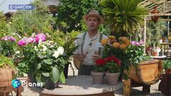 E-Garden: le dalie