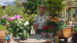 E-Garden: le dalie thumbnail