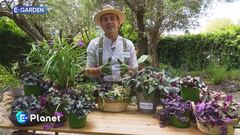 E-Garden: l'erba miseria