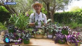 E-Garden: l'erba miseria thumbnail