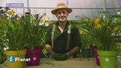 L'hemerocallis