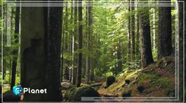 Natura, cura per lo spirito thumbnail