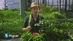 E-Garden: le fragole